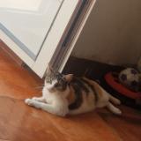 Foto del gato perdido en Prignac Et Marcamps