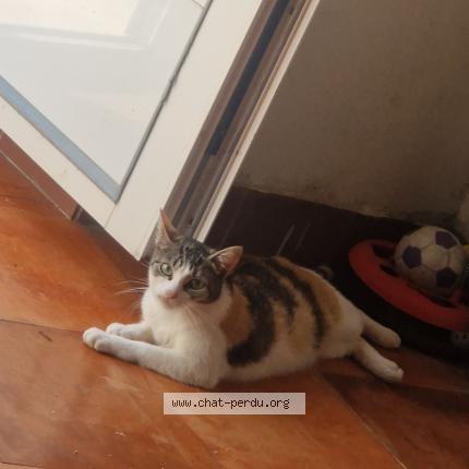 Foto 1/1 Kaela Chat perdido en Prignac et marcamps