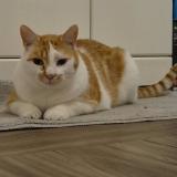 Foto del gato perdido en Hesdigneul Les Bethune