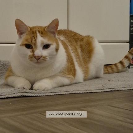 Foto 1/1 Andy Chat perdido en Hesdigneul les bethune