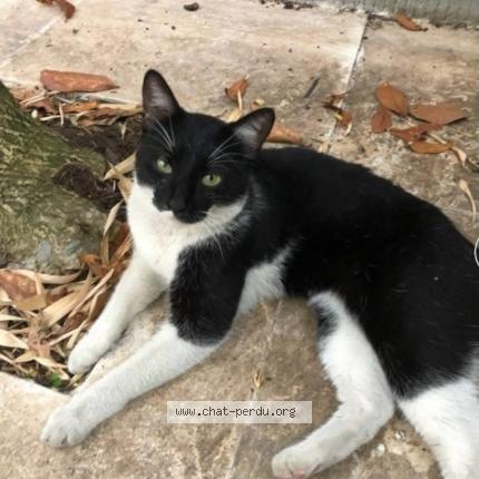 Foto 1/1 Gato encontrado Encontrado en Saint mande