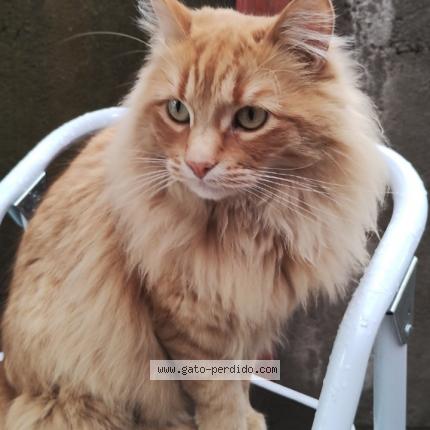 Foto 1/1 July Chat perdido en Bosques de san francisco