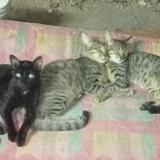 Foto del gato perdido en Chennai