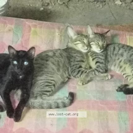 Foto 1/1 No name Chat perdido en Chennai