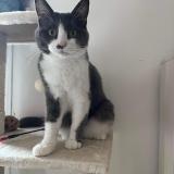 Foto del gato perdido en Montreuil En Touraine