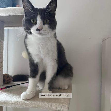 Foto 1/1 Chipie Chat perdido en Montreuil en touraine