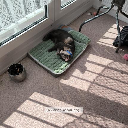 Foto 1/1 Mila Chat perdido en Le havre