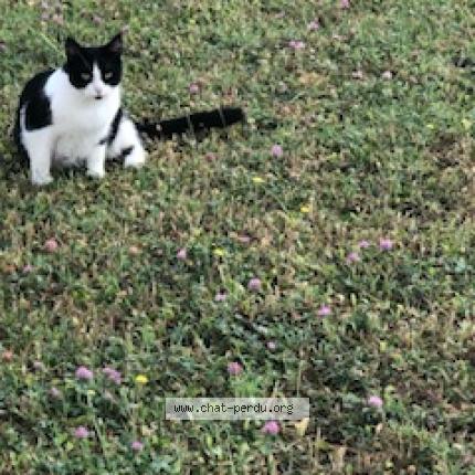 Foto 1/1 Gato encontrado Encontrado en Graveson