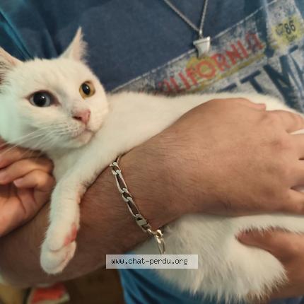 Foto 1/1 Wanny Chat perdido en Pessac