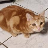 Foto del gato perdido en Magny
