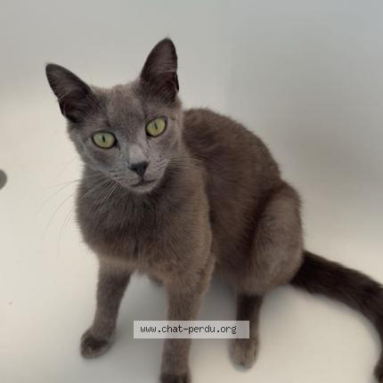 Foto 1/1 Mozart Chat perdido en Sevrai