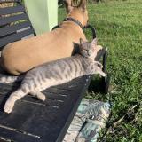 Foto del gato perdido en La Salvetat St Gilles