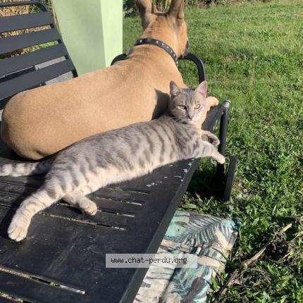 Foto 1/1 Anne BASTIAN Chat perdido en La salvetat st gilles