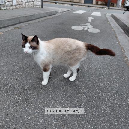 Foto 1/1 Gato encontrado Encontrado en Toulouse
