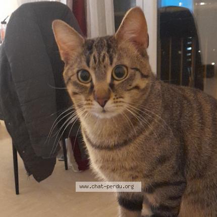 Foto 1/1 Tiger Chat perdido en Ivry sur seine