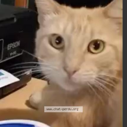 Foto 1/2 Tézio Chat perdido en Loriol sur drome