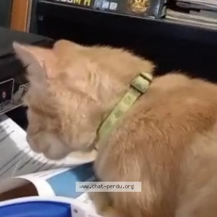 Foto 2/2 Tézio Chat perdido en Loriol sur drome