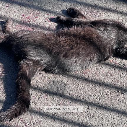 Foto 1/1 Gato encontrado Encontrado en Arcueil