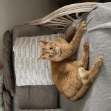 Foto del gato perdido en Villeneuve D Ascq