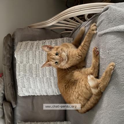 Foto 1/1 Tigrou Chat perdido en Villeneuve d ascq