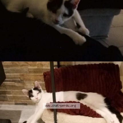 Foto 1/1 nini Chat perdido en Chemault