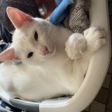 Foto del gato perdido en Veauville Les Quelles