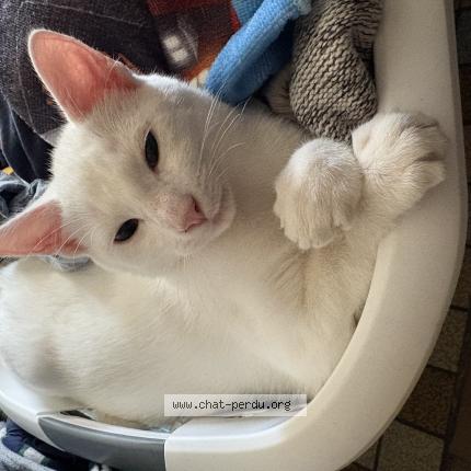 Foto 1/1 Milo Chat perdido en Veauville les quelles