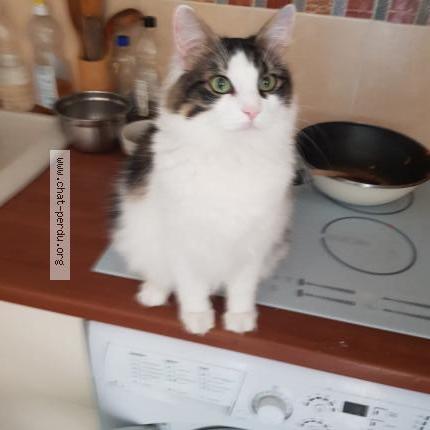 Foto 1/1 Batman Chat perdido en Castries