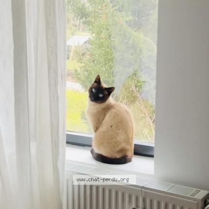 Foto 1/1 Timon Chat perdido en Ballan mire