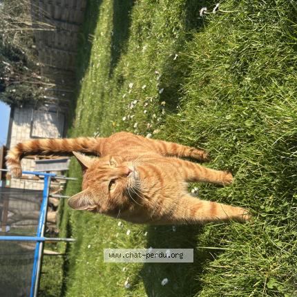 Foto 1/1 Baki Chat perdido en Herstal