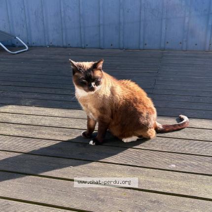 Foto 1/1 WINSTON Chat perdido en Grivegnee