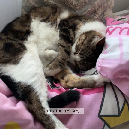 Foto 1/1 Fifi Chat perdido en Labastide saint pierre