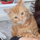 Foto del gato perdido en Mantes La Jolie