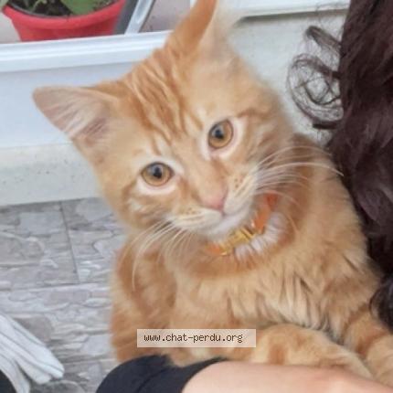 Foto 1/1 Mufasa Chat perdido en Mantes la jolie