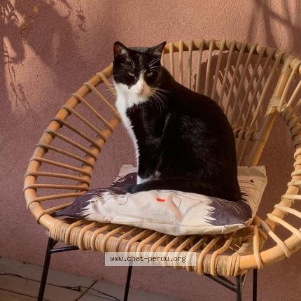 Foto 1/1 RIO Chat perdido en Rognes