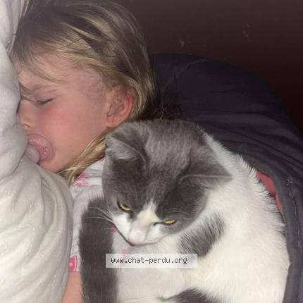 Foto 1/1 Fripouille Chat perdido en Ecommoy