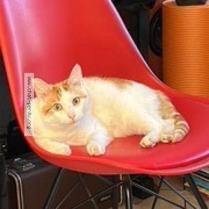 Foto 1/1 Gato encontrado Encontrado en Colombes