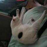 Foto del gato perdido en Villevaude