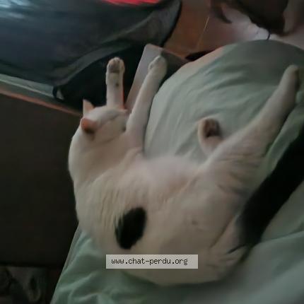 Foto 1/1 Sunny Chat perdido en Villevaude