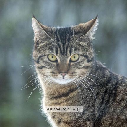 Foto 1/1 zora Chat perdido en La tour en maurienne