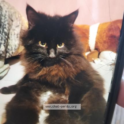 Foto 1/1 Oswald Chat perdido en Orbe