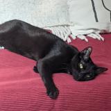 Foto del gato perdido en Tours