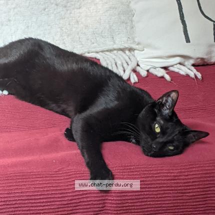 Foto 1/1 CatG Chat perdido en Tours