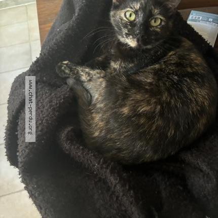 Foto 1/3 Sakura Chat perdido en Mauvieres