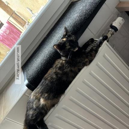 Foto 2/3 Sakura Chat perdido en Mauvieres