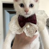 Foto del gato perdido en Anzin