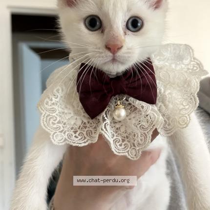 Foto 1/1 Ponpon Chat perdido en Anzin