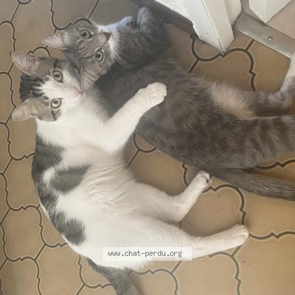 Foto 1/1 Tokyo Chat perdido en Sorgues