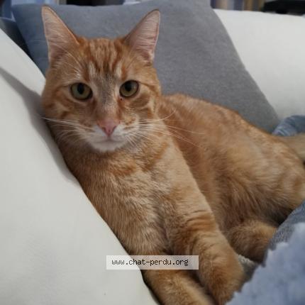 Foto 1/1 Fox Chat perdido en Hatten