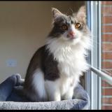 Foto del gato perdido en Armentieres